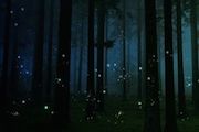 fireflies