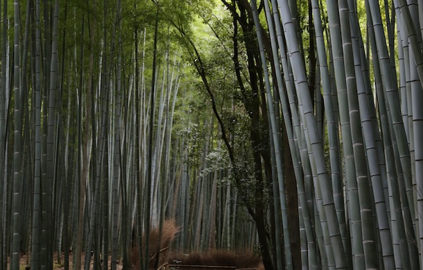 bamboo three