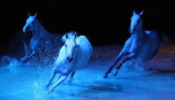 Cavalia