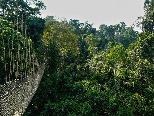 A long elevated walkway high up in the canopy of the rainforest in Taman Negara National Park, Malaysia.