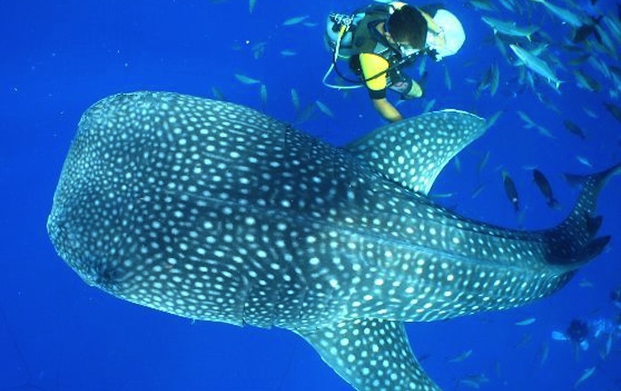 man diving with a whale shark underwater