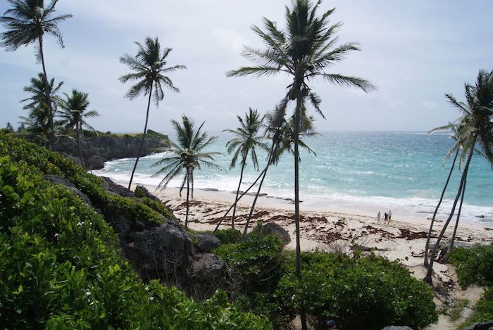 Palm trees on the beach in australia