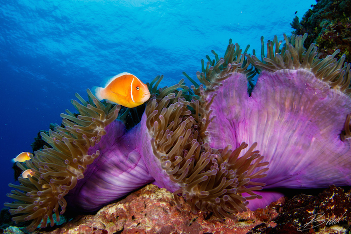 a fish swimming around purple coral