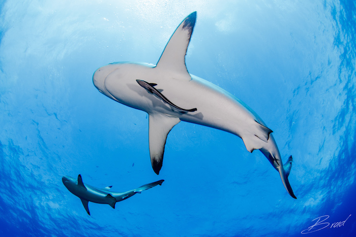 two sharks underwater