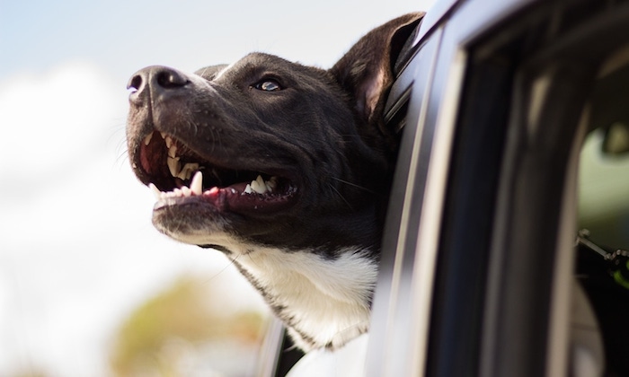 a dog with his head out of the window