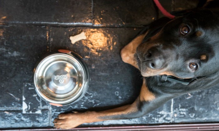 dog with water bowl