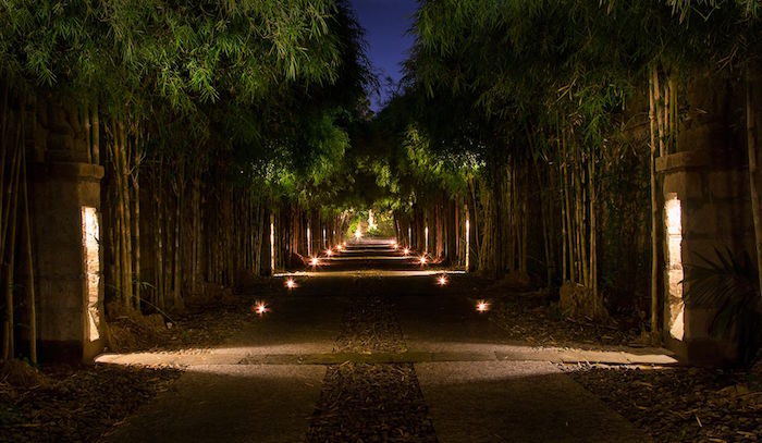 tree lined path in bali