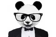 Panda wearing glasses