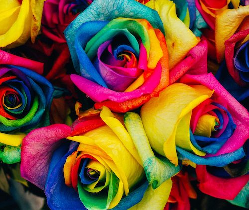 rainbow coloured roses