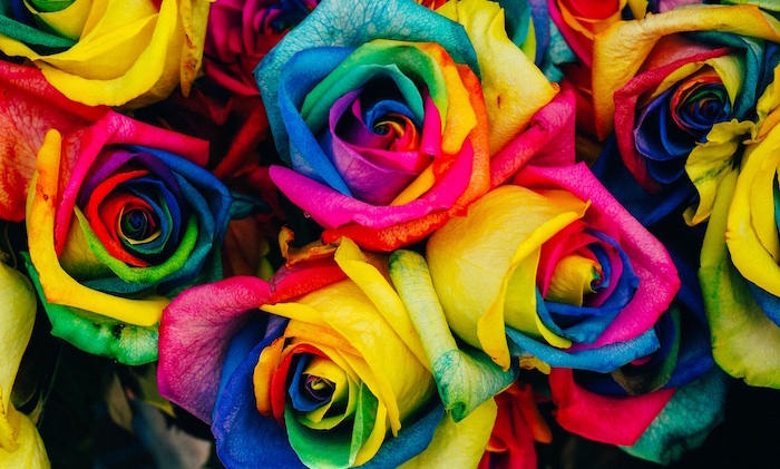 rainbow coloured roses