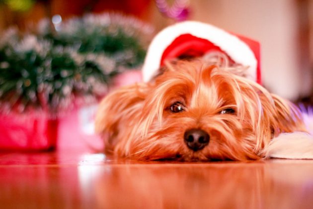 dog wearing a christmas hat