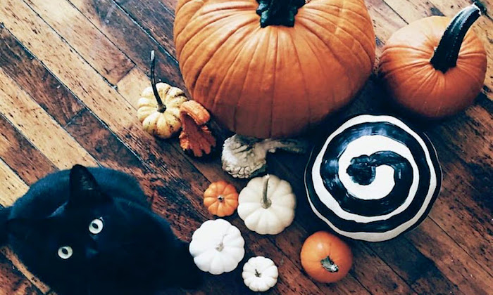 cat and halloween pumpkins