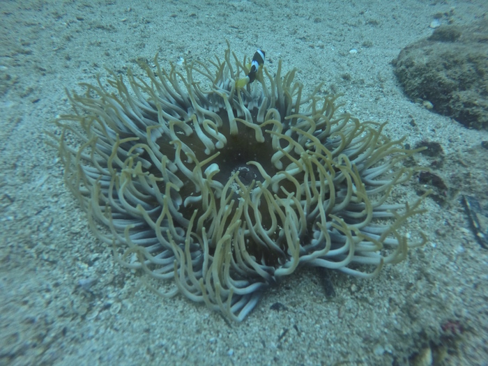 diving in hong kong