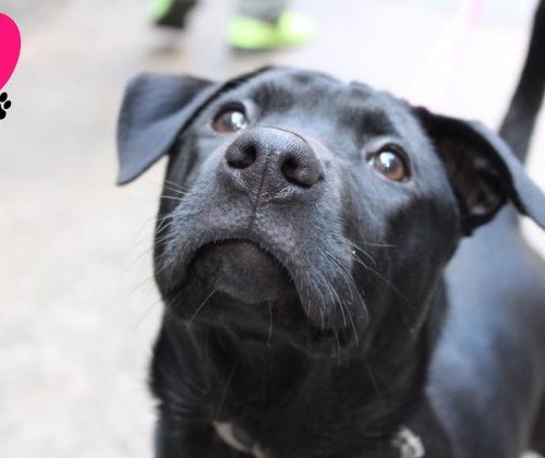 black puppy from LAP