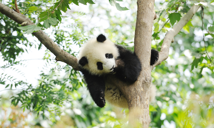 panda in a tree