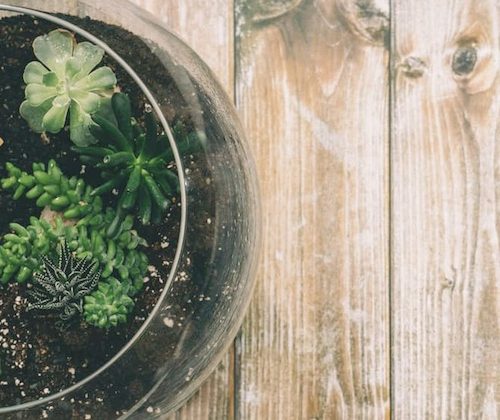 Glass pot of plants