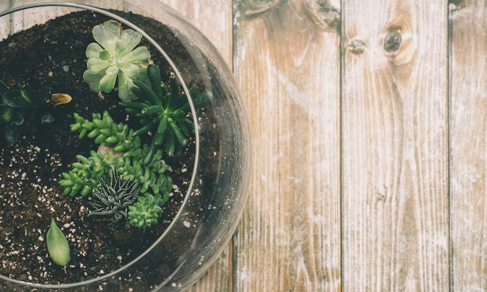 Glass pot of plants