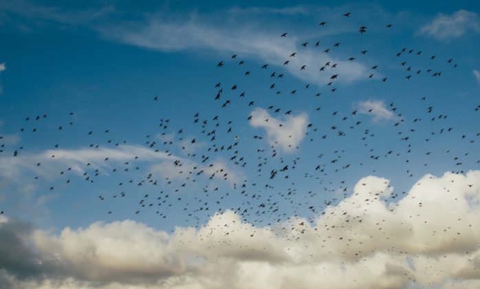 bird flying in the sky