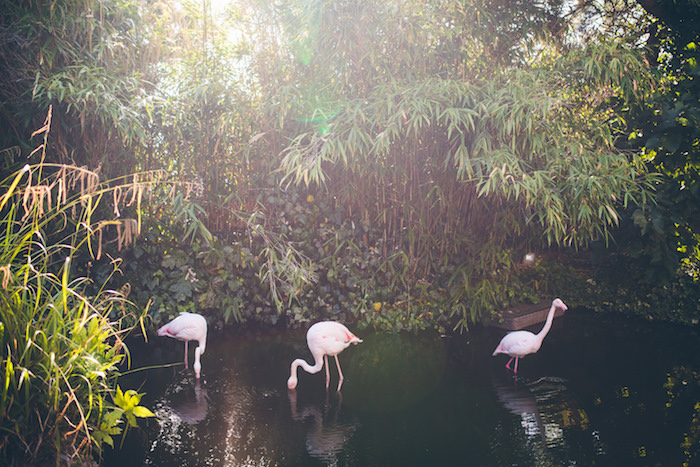 flamingos in a pond