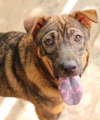 SHK-Adopt-Dont-Shop-HKDR-Nattie