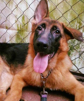 SHK-Adopt-Dont-Shop-HKDR-Sadie