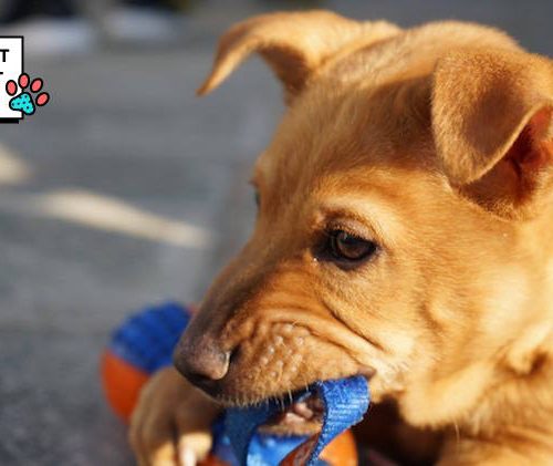 dog chewing on a toy