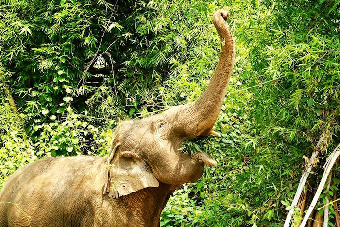 Ethical Elephant Sanctuaries in Thailand