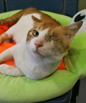 SHK-Adopt-Dont-Shop-SPCA-
