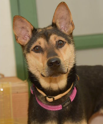 SHK-Adopt-Dont-Shop-SPCA-BB