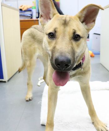 SHK-Adopt-Dont-Shop-SPCA-Betty