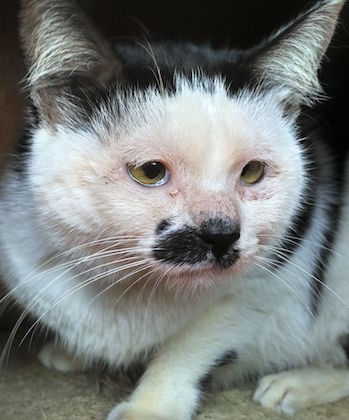SHK-Adopt-Dont-Shop-SPCA-Martha