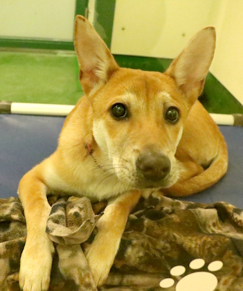 SHK-Adopt-Dont-Shop-SPCA-MuiMui