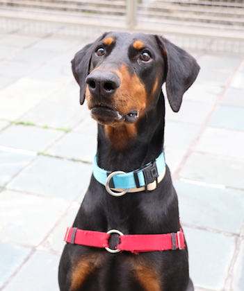 SHK-Adopt-Dont-Shop-SPCA-Roxy