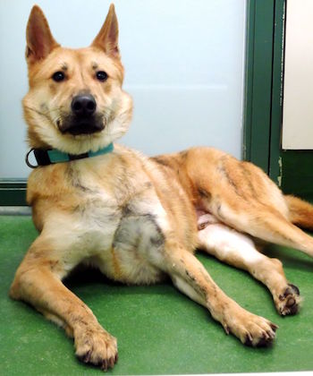 SHK-Adopt-Dont-Shop-SPCA-SiuFu