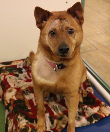 SHK-Adopt-Dont-Shop-SPCA-Tammy