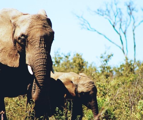 Ethical Elephant Sanctuaries in Thailand