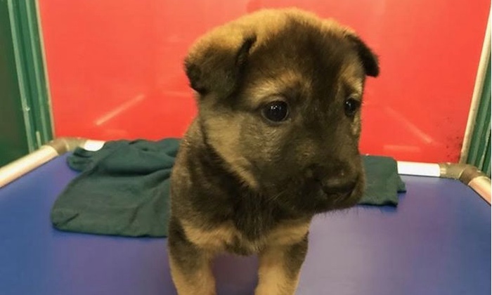 spca puppy adoption