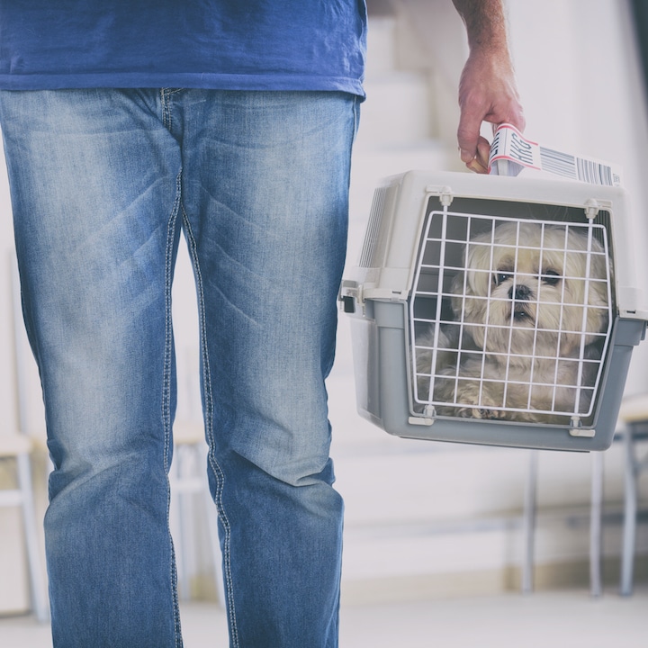 Relocating with Your Pet from Hong Kong
