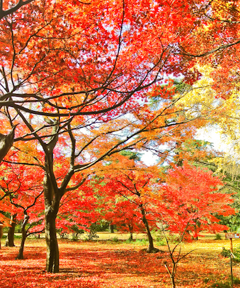 Quick Flights from Hong Kong: 5 Places to See Autumn Foliage in Asia