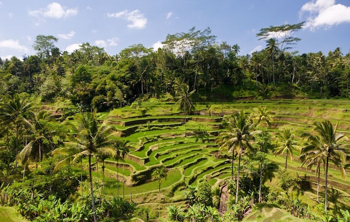 Travel Bali: Top Picks and Local Favourites