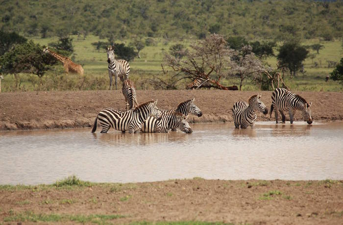 Top 5 African Safari Tours and Travel Trips
