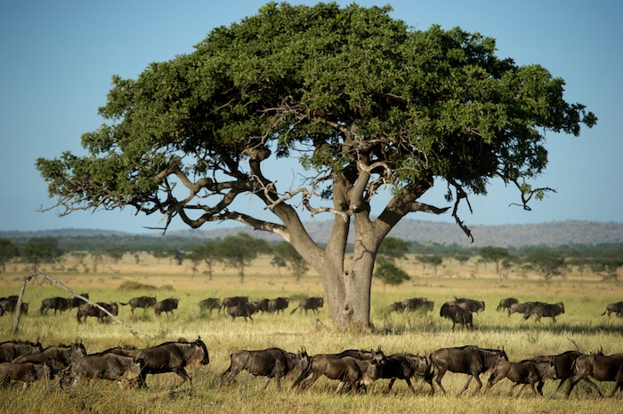 Top 5 African Safari Tours and Travel Trips