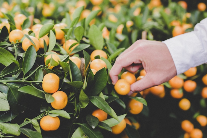 Your Guide to the Flower Market