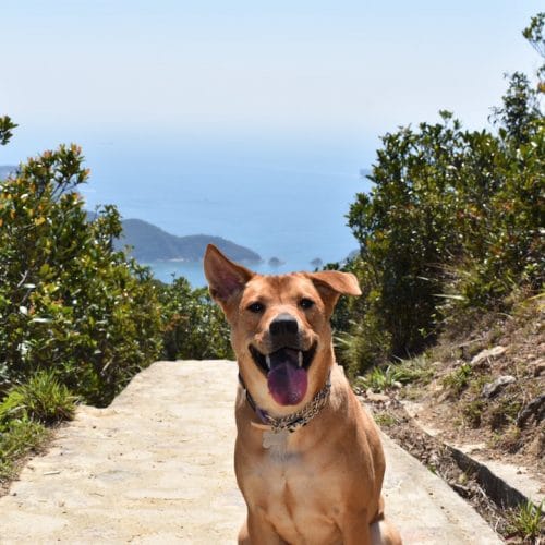 The Best Hikes in Hong Kong to Do With Your Dog