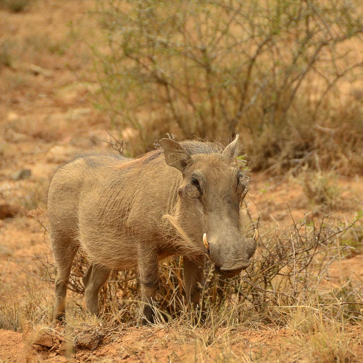 private safari - ethical south africa safari