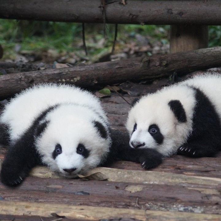 what to do in chengdu- pandas