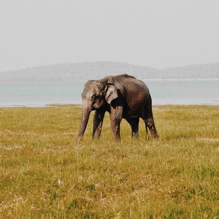where to see elephants sri lanka