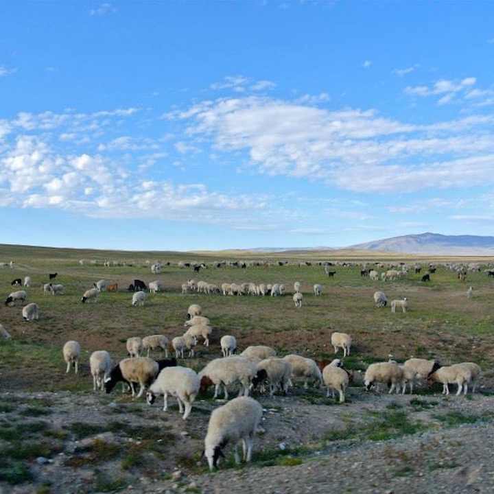 travel mongolia baganuur animals