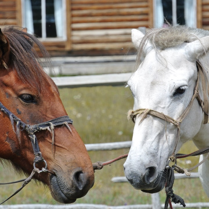 travel mongolia horses nature's door khuvsgul