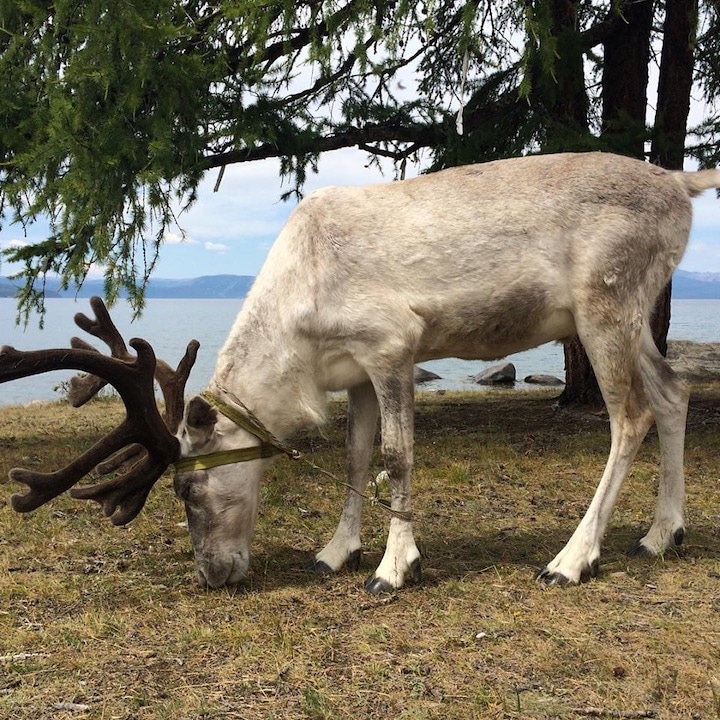 travel mongolia khuvsgal reindeer